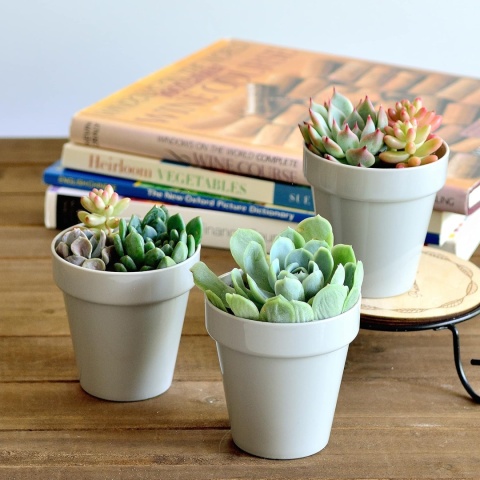 Zestaw 10 sztuk doniczki szare na kaktusy, ziola 8 cm gruby plastik