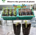 12 x Miniszklarenka Szklarnia Propagator do Kiełkowania 12 Komórek