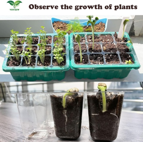 12 x Miniszklarenka Szklarnia Propagator do Kiełkowania 12 Komórek