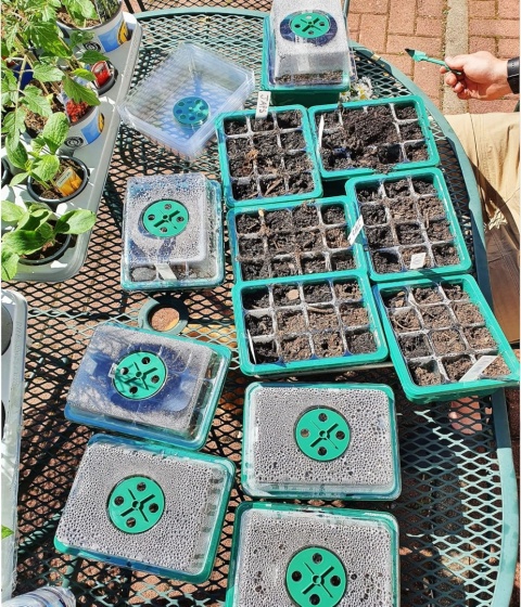 12 x Miniszklarenka Szklarnia Propagator do Kiełkowania 12 Komórek