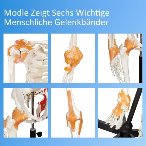 Model szkieletu człowieka naturalna wielkość oznaczenia mięśni