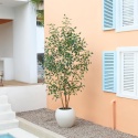 Duże Sztuczne Drzewko Figowe Fikus 240 cm z Białą Doniczką Figowiec KAZEILA