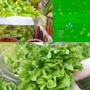 Kołnierz przeciw ślimakom Ø24 cm PET przezroczysty 15 sztuk